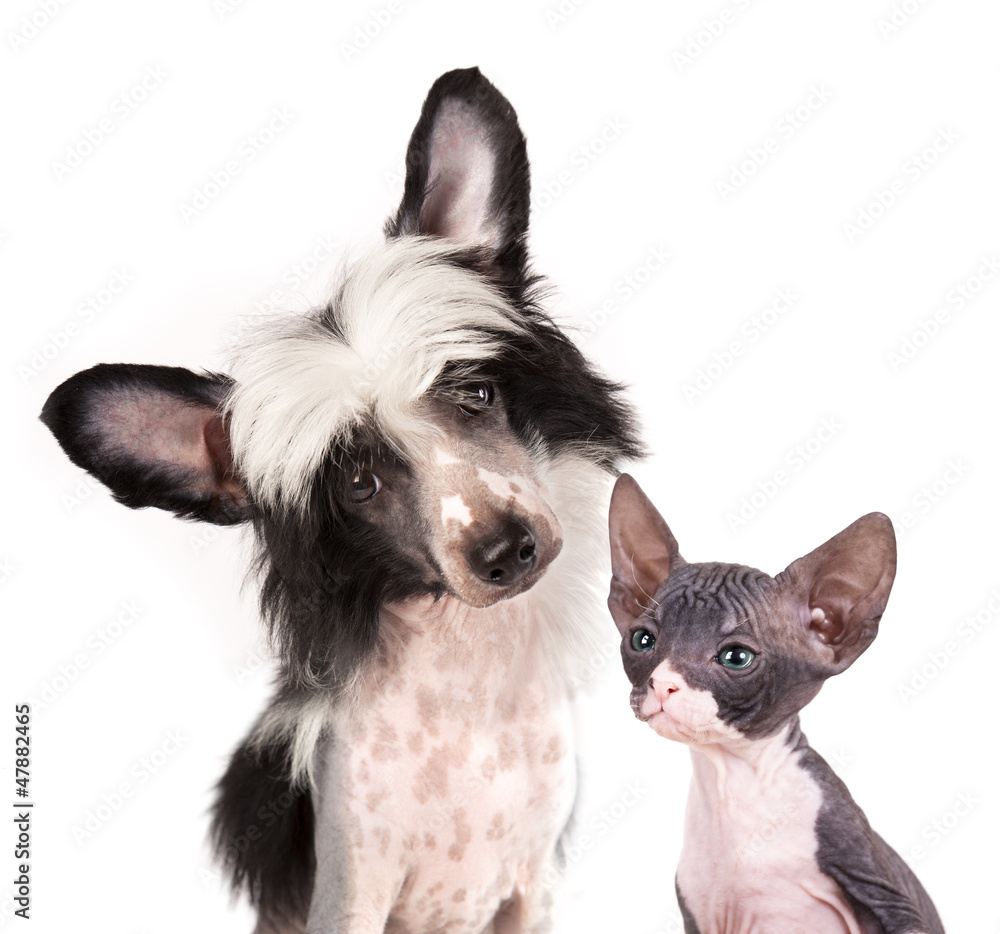 hairless dog  and sphinx kitten