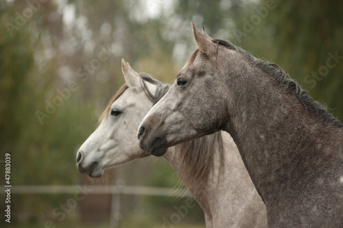 Horses