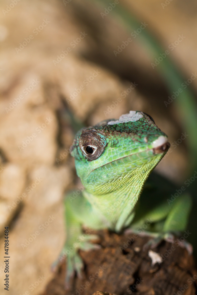 Fototapeta premium Knight Anole