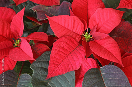 Obraz na płótnie Poinsettia Red Flower w salonie
