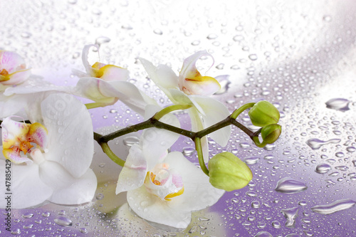 Fototapeta Naklejka Na Ścianę i Meble -  white beautiful orchid with drops on purple background