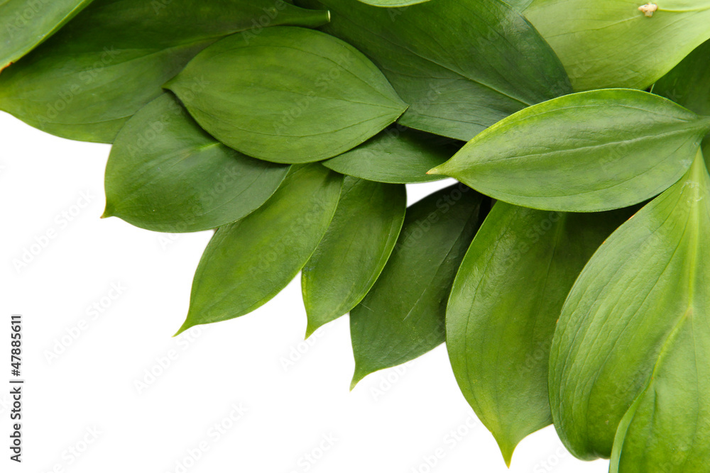 Fototapeta premium beautiful green leaves, isolated on white