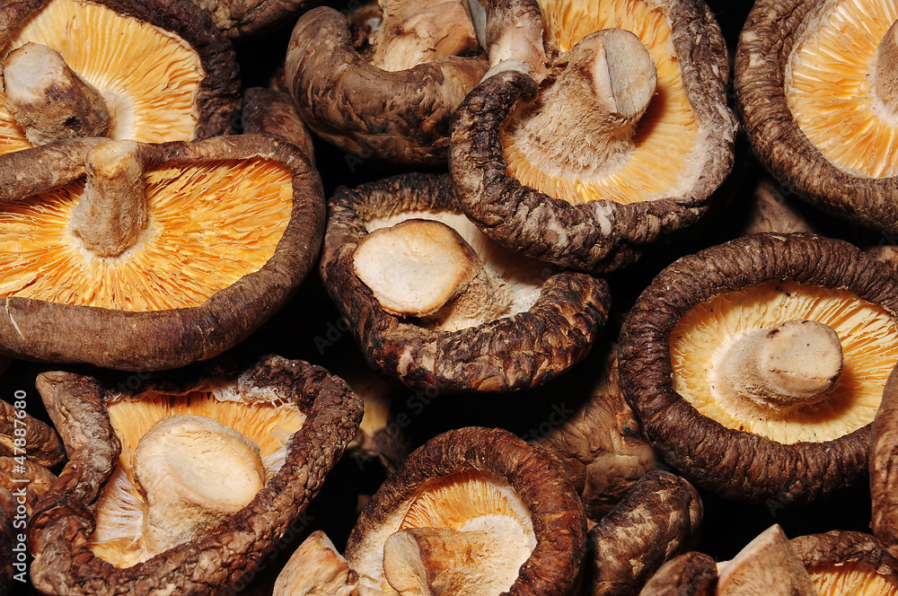 Shiitake Mushroom Shiitake Mushroom