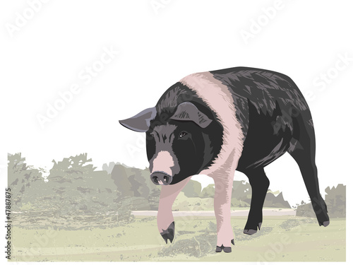 Berkshire pig illustration