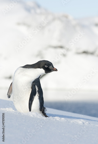 Adelie penguin