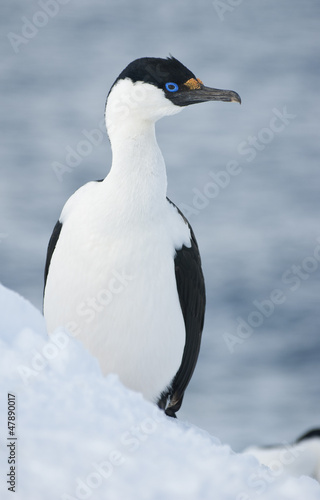 Antarctic blue-eyed shags.