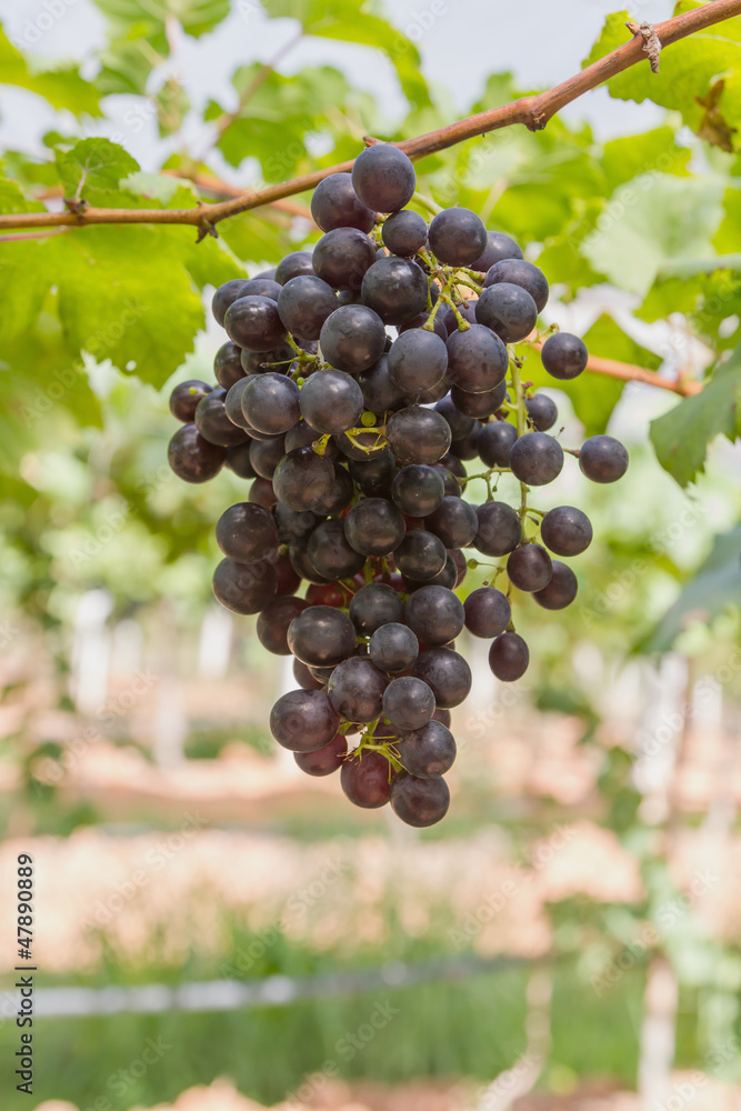 Red Grapes on the vine