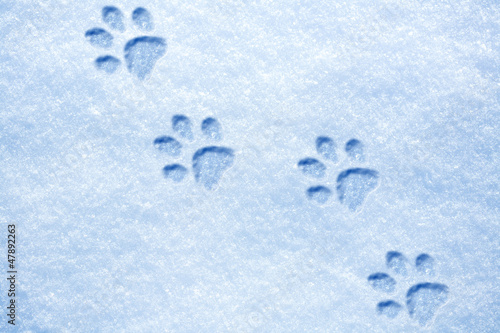 cat paw tracks on the snow