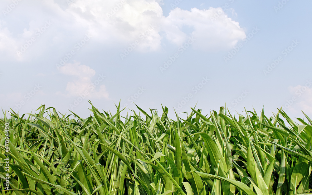 Obraz premium Growing corn.