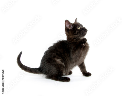 Cute black kitten © Tony Campbell