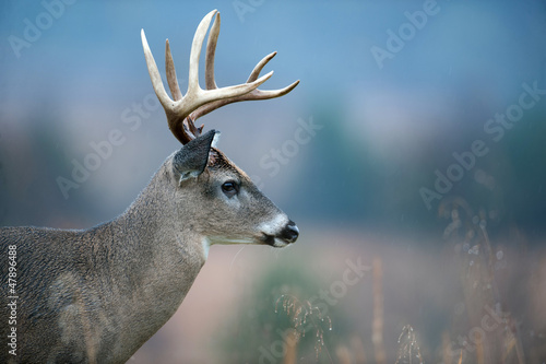 White-tailed deer buck