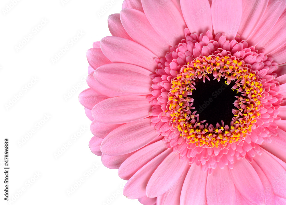 Pink Gerbera Marigold Macro Isolated on White Pink Gerbera Marigold Macro Isolated on White