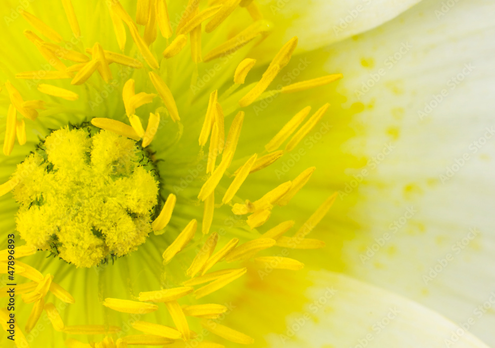 Naklejka premium Yellow Poppy Flower Macro Close-up