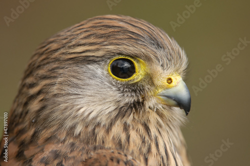 Portret van een Torenvalk