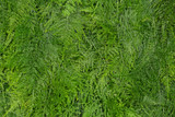 Asparagus fern background