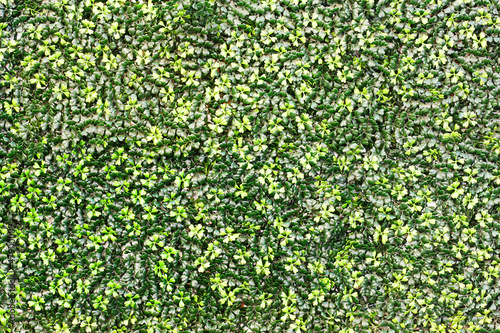 Artificial leaf background