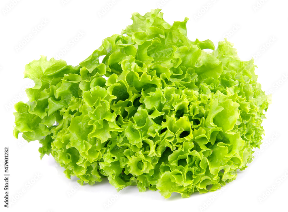 salad lettuce salad lettuce