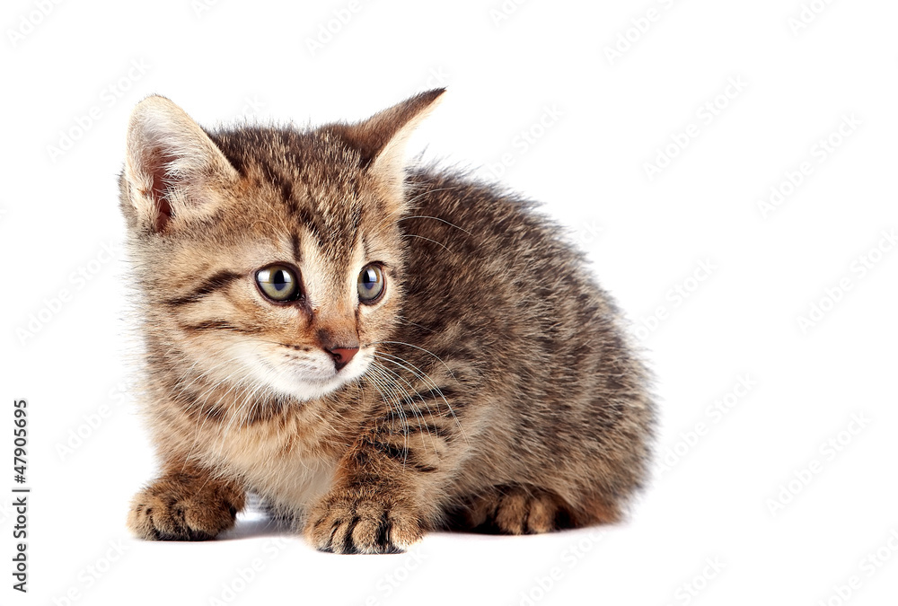 Fototapeta premium Scared striped kitten