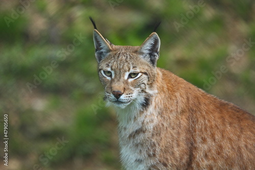Lynx lynx © Pablo Fernández