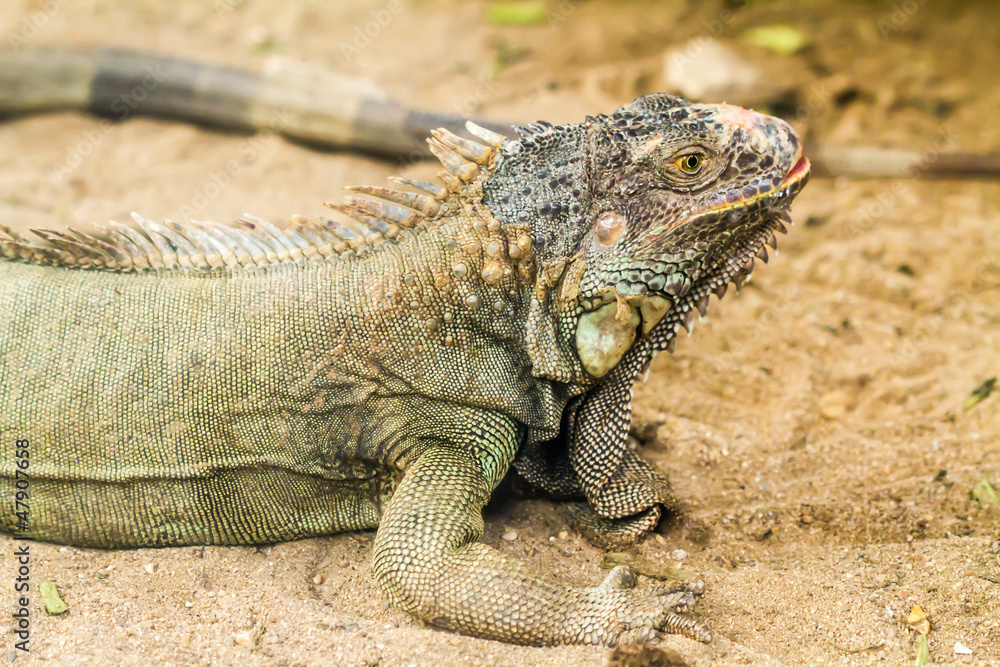 Iguana lizard stand still on ground Iguana lizard stand still on ground