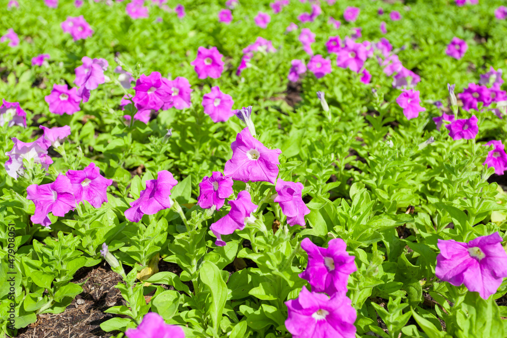 Deep purple Petunia flower (Petunia Hybrida) for background