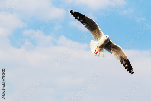 A seagull  soaring in the blue sky