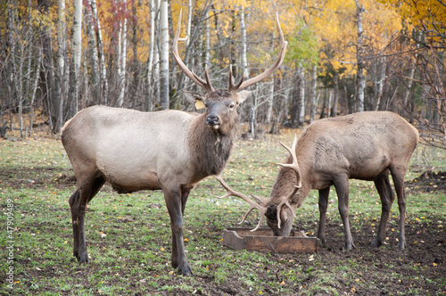Two Siberian stags near a feeder, horizontal shot