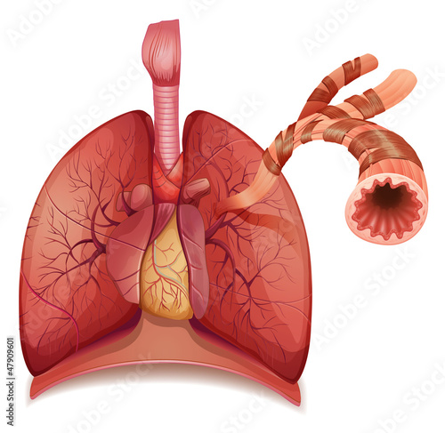 Lungs and bronchus