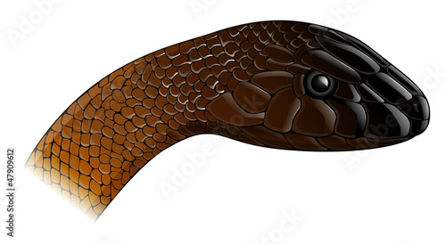 Oxyupanus microlepidotus illustration