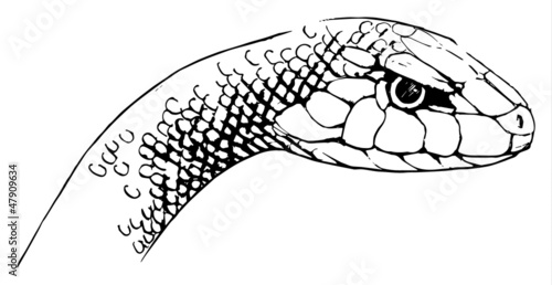 Oxyupanus microlepidotus illustration