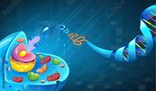 Deoxyribonucleic acid