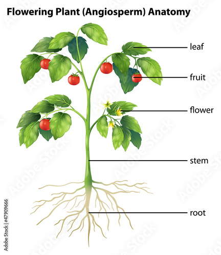 Parts of a plant