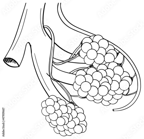 Human alveoli