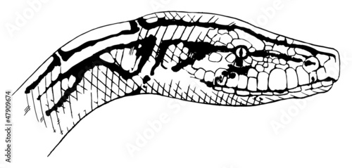 Indian python