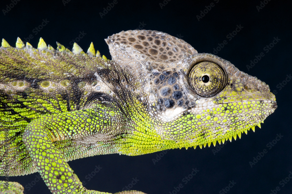 Obraz premium Warty Chameleon / Furcifer verrucosus