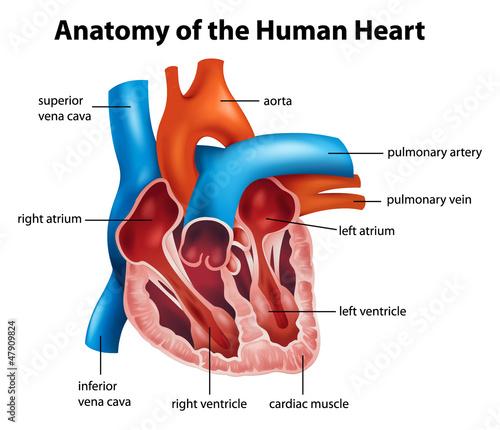 Human Heart Anatomy