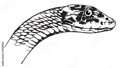 Eastern Green Mamba