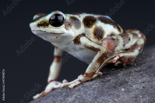 Silver dart frog / Oophaga pumilio