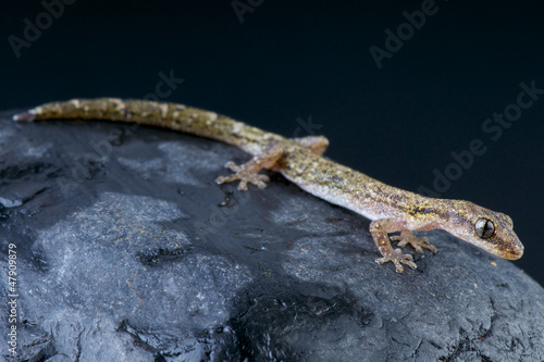 Salamander gecko / Matoatoa brevipes