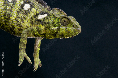 Malagasy Giant Chameleon   Furcifer oustaleti