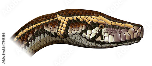 Indian python
