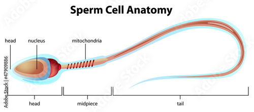 Sperm cell structure