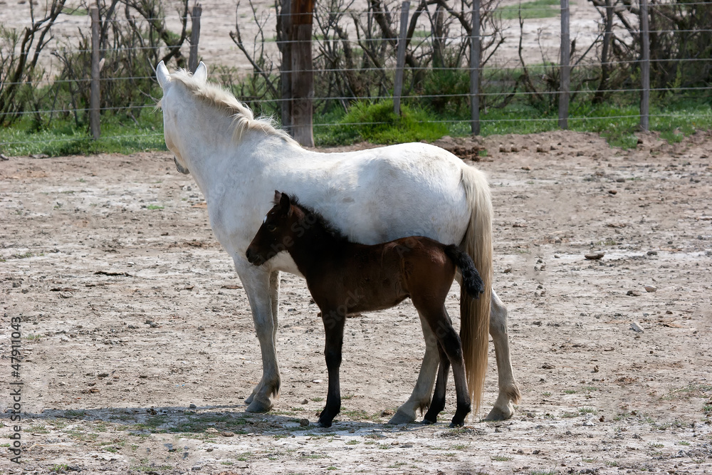 Obraz premium Horses