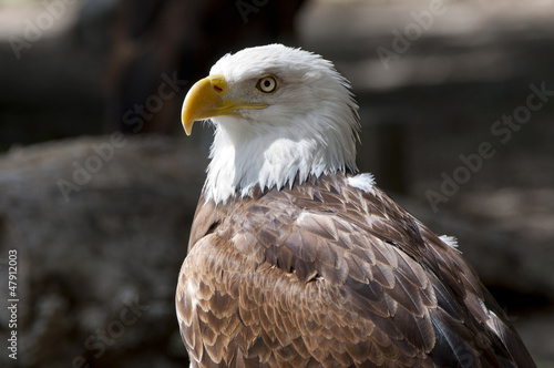 Bald Eagle  Haliaeetus leucocephalus