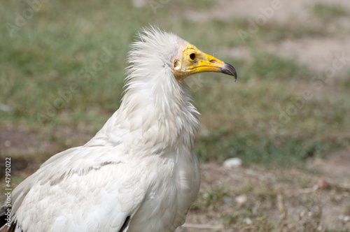 Egyptian Vulture, Neophron percnopterus © ihervas