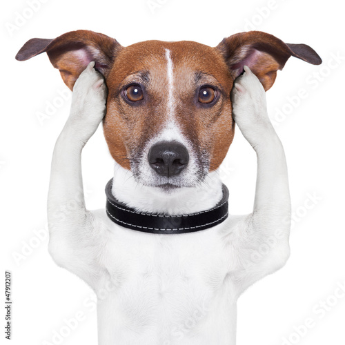Obraz na płótnie covering ears dog