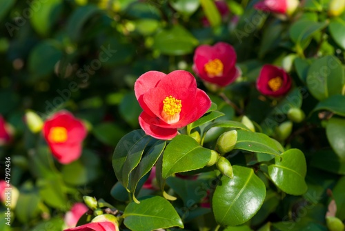 Fotobehang Camellia Japonica in March