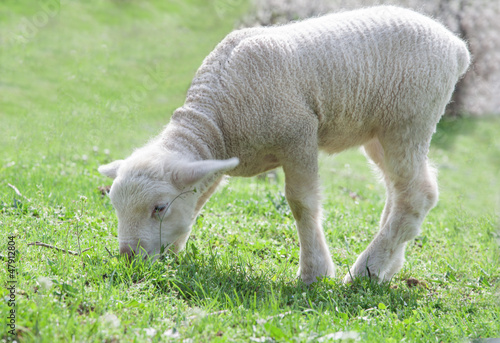 cute little lambs on fresh green meadow © Baronb