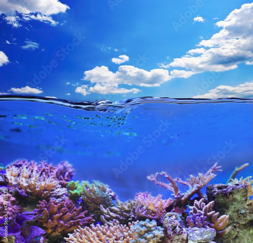 podwodne-zycie-w-tropikalnym-morzu