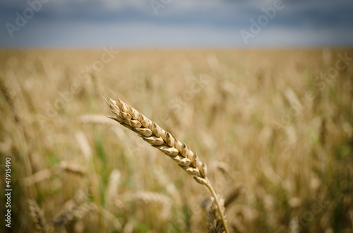 Золотой колос пшеницы